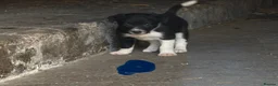 Border Collie dogs for sale: Border collies in Skipton - Advert 4