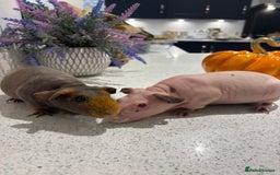 Guinea Pig rodents for sale: X2 one year old super cute skinny pigs  - Image 3