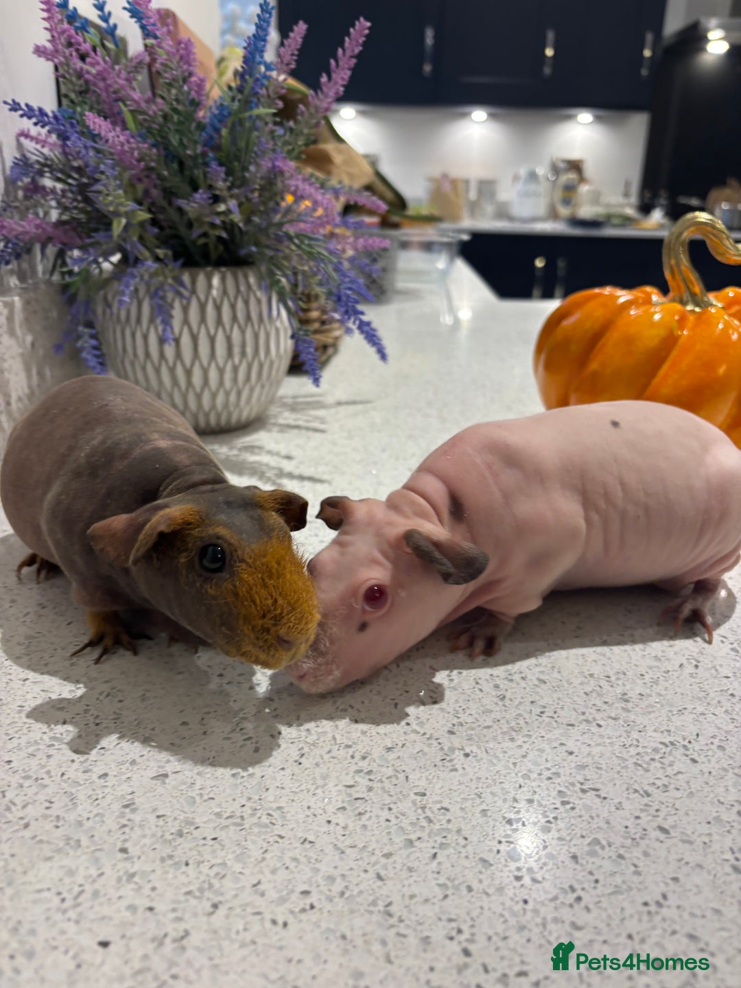 Guinea Pig rodents for sale: X2 one year old super cute skinny pigs  - Image 3