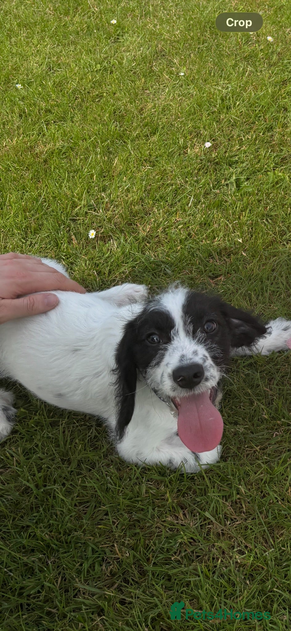 Mixed Breed dogs Cookerpoo male for sale - Advert 15
