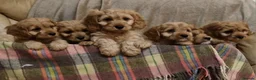 Cavapoo dogs for sale: Cavapoo Bundles of Joy 🥰 - Advert 18