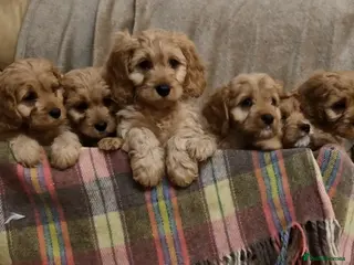 Cavapoo dogs Cavapoo Bundles of Joy 🥰 - Advert 11
