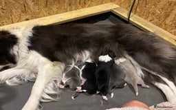 Border Collie dogs for sale:  Long Haired KC Reg Border Collie puppies for sale - Image 10