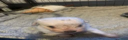 Mixed Breed dogs for sale: Beautiful white and blue Cockeranians  in Barnsley - Advert 10