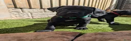 Cane Corso dogs for sale: Cane corso puppies  - Advert 17