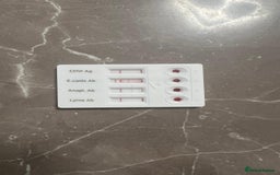 Bichon Frise dogs for adoption: Beautiful & Gentle DAISY - for a Loving Home - Image 9