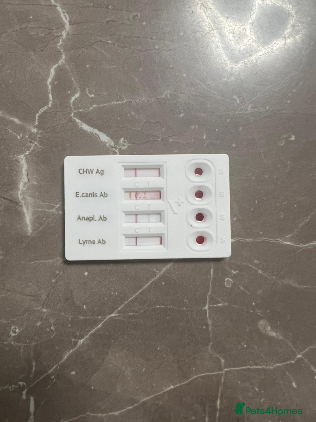 Bichon Frise dogs for adoption: Beautiful & Gentle DAISY - for a Loving Home - Image 9