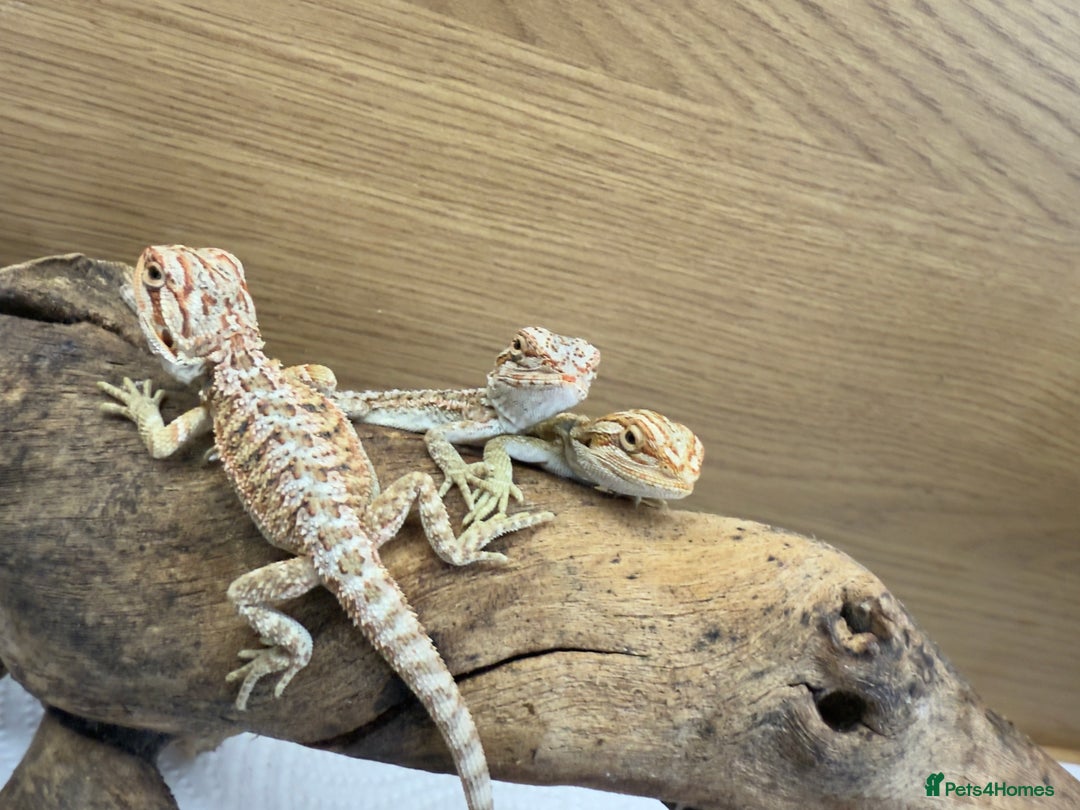 Bearded Dragon reptiles for sale: 🔥🔥🔥 BABY BEARDED DRAGONS 🔥🔥🔥 - Image 4