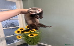 Ferret rodents for sale: 2 Jills - Image 2