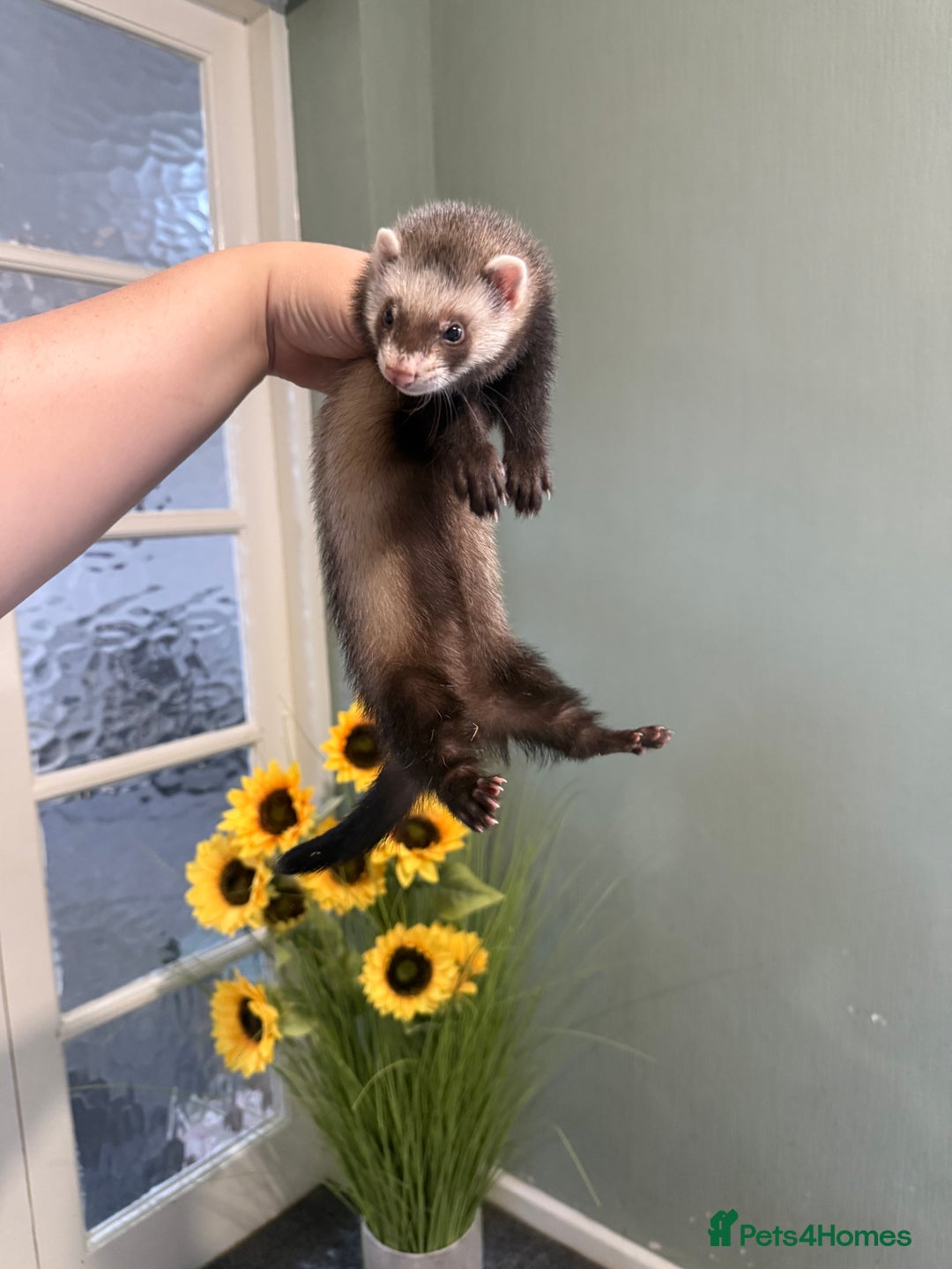 Ferret rodents for sale: 2 Jills - Image 2