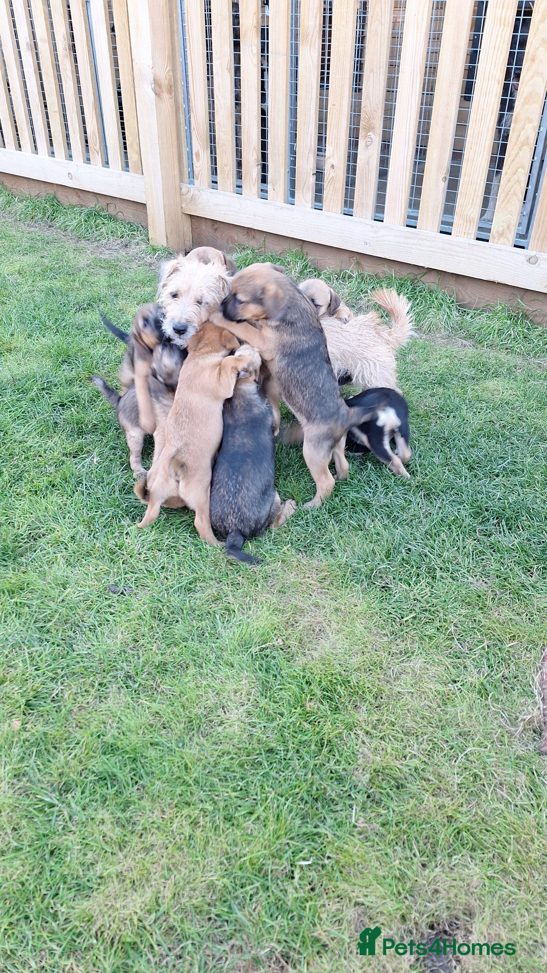 Mixed Breed dogs for sale: Norfolk x border terrier puppys - Image 5