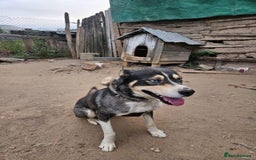 Mixed Breed dogs for adoption: ROCKY, a Lovely Boy - for a Loving Home - Image 9