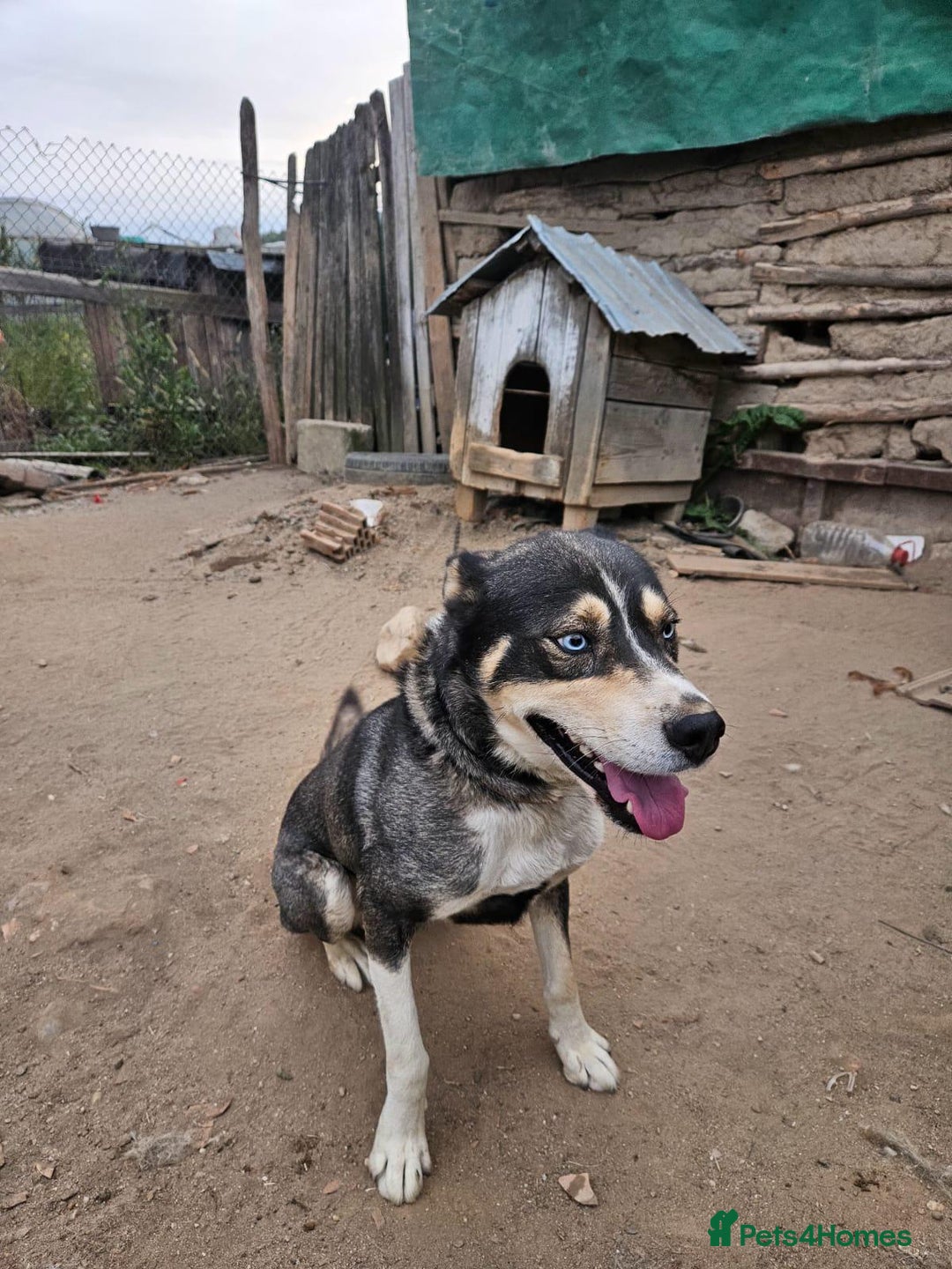 Mixed Breed dogs for adoption: ROCKY, a Lovely Boy - for a Loving Home - Image 9