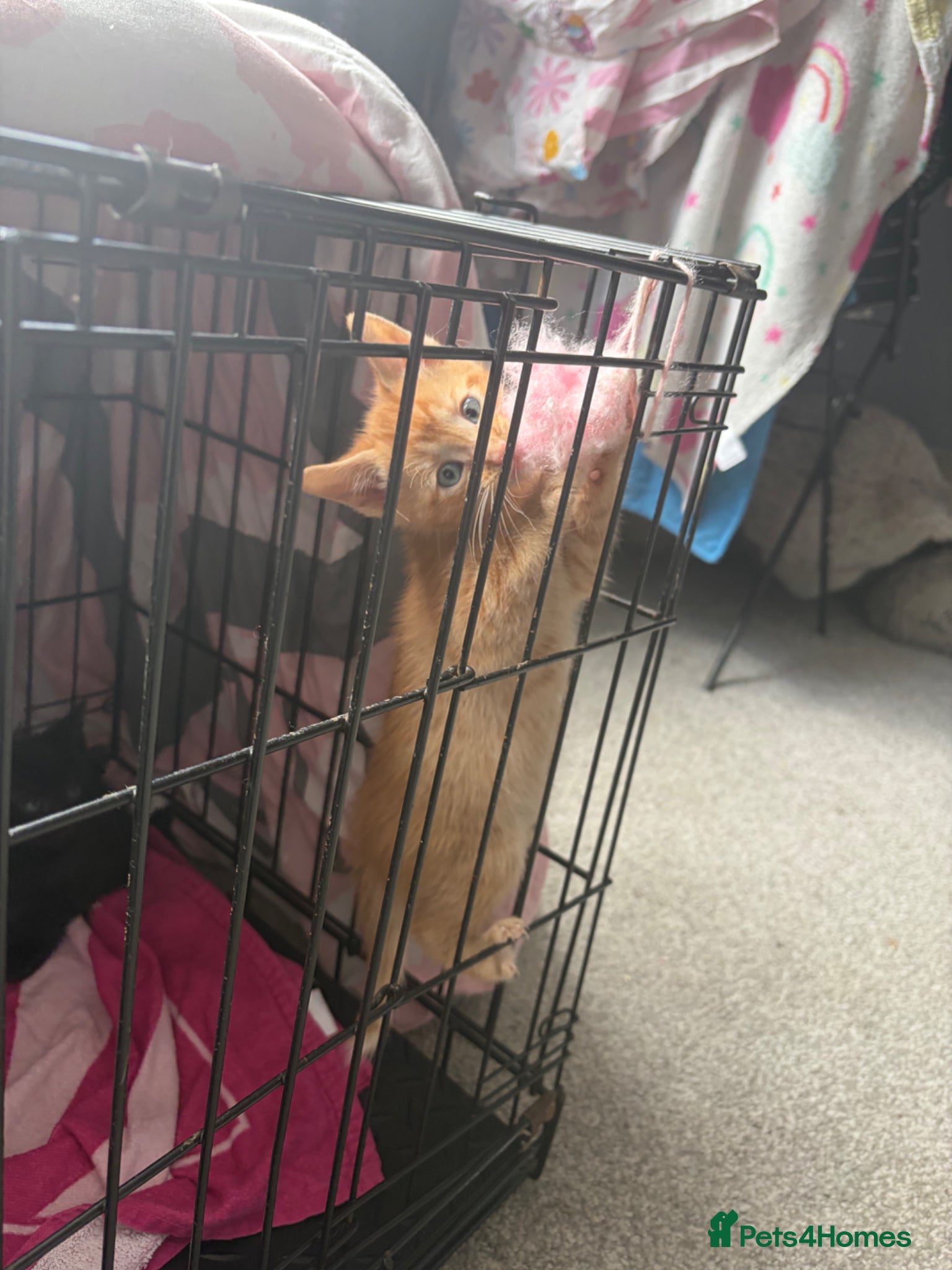 British Shorthair cats Gingy - Advert 1