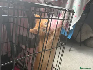 British Shorthair cats Gingy - Advert 1