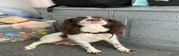 English Springer Spaniel dogs for sale: Beautiful springer spaniel puppies - Advert 23