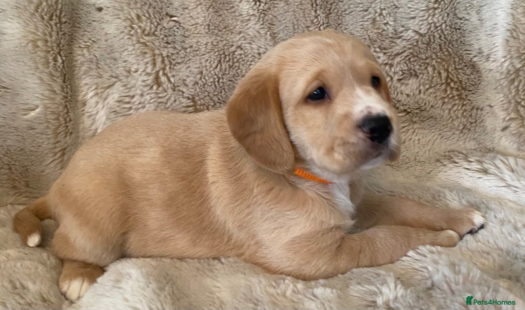 Cockerdor dogs for sale: Adorable f1 cockerdor puppies - Image 25