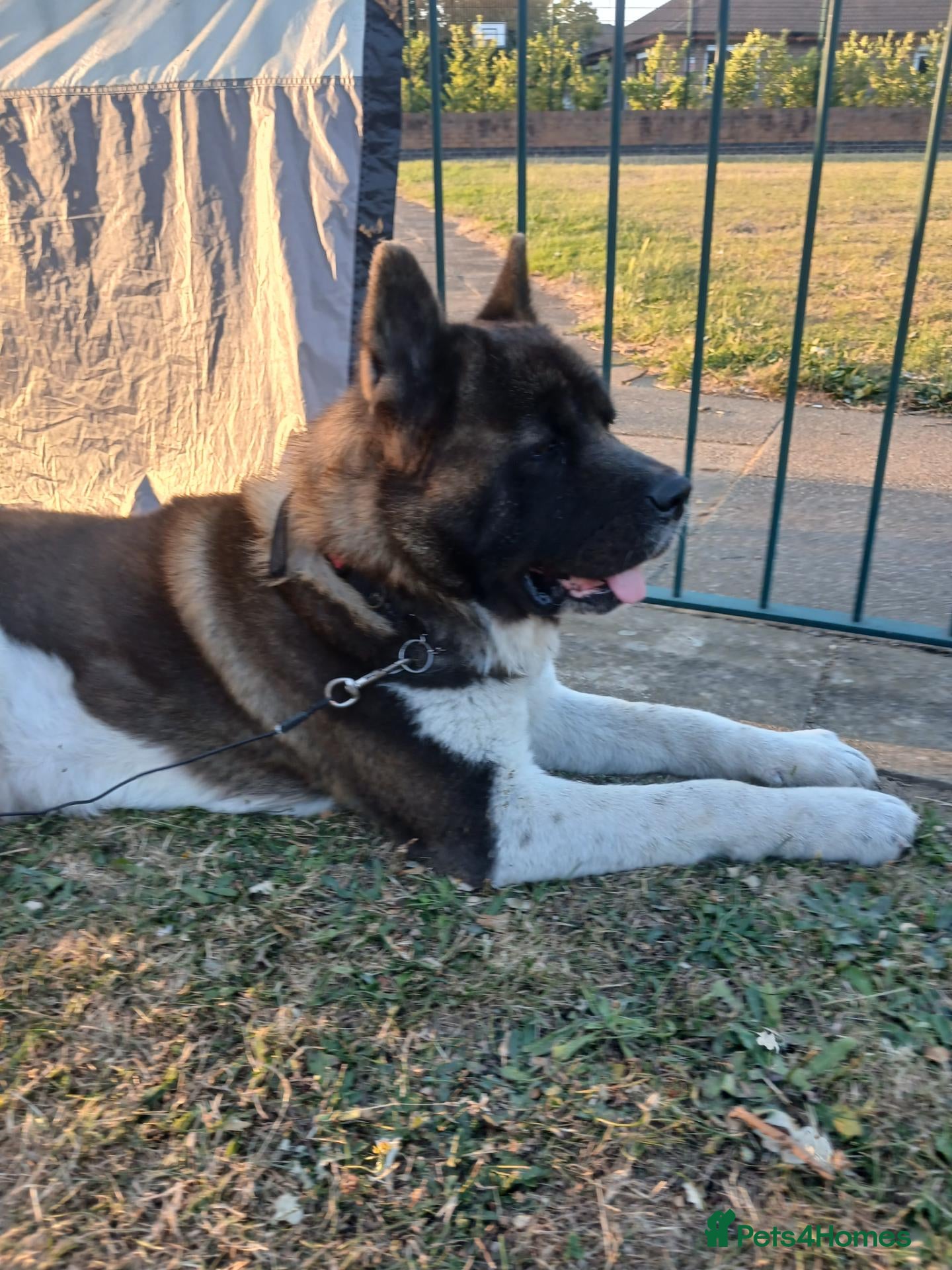 Akita dogs Meet Winterahills Formidable Flow for sabruko  - Advert 1