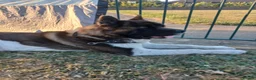 Akita dogs for stud: Meet Winterahills Formidable Flow for sabruko  in Doncaster - Advert 1