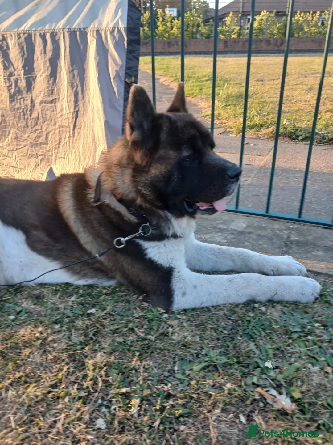 Akita dogs for stud: Meet Winterahills Formidable Flow for sabruko  in Doncaster - Advert 1