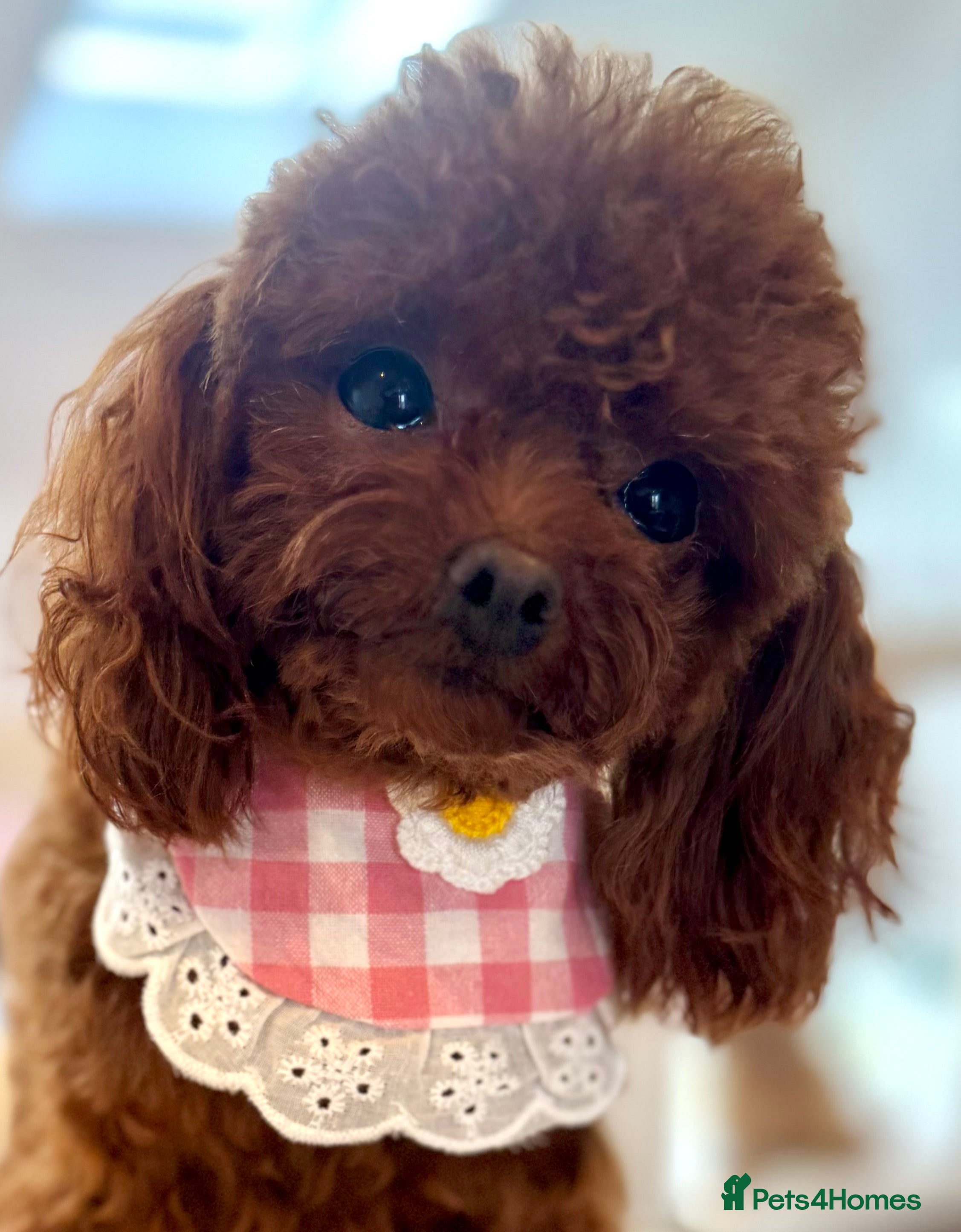 Toy Poodle dogs Asian Teacup Tiny Poodle  - Advert 1