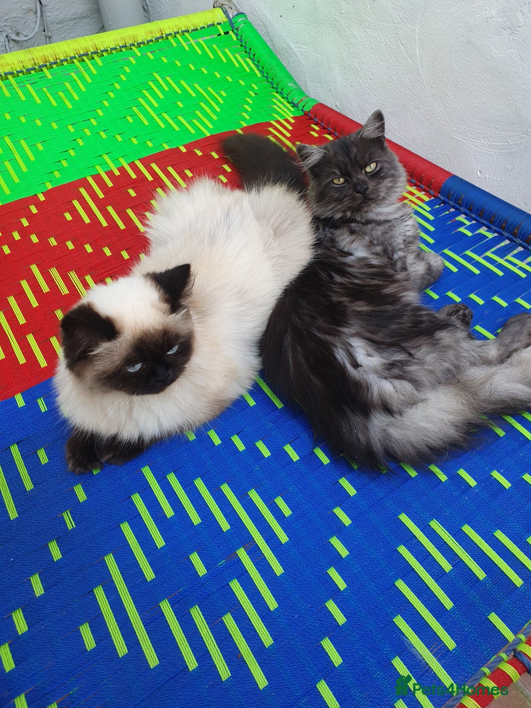 Mixed Breed cats for sale: Beautiful furry male kitten  - Image 13