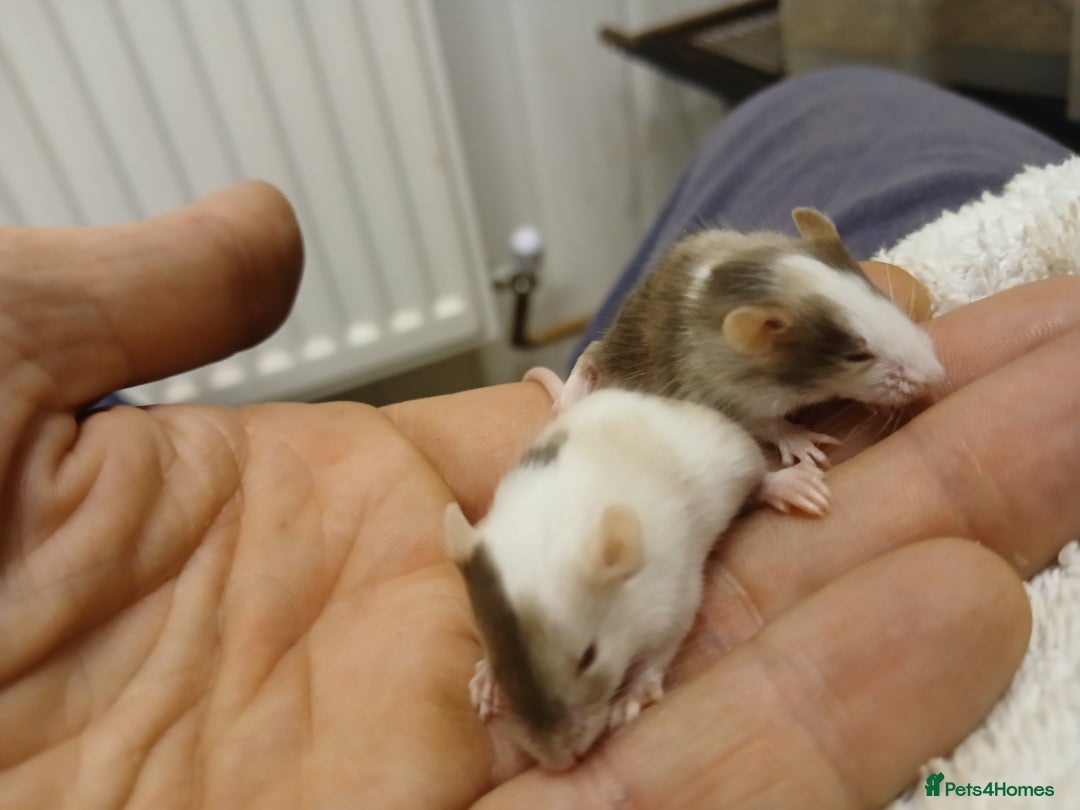 Mouse rodents for sale: <:3)~~~~ * baby pet fancy mice ! * <:3)~~~~ - Advert 7