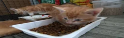 Mixed Breed cats for sale: 6 Adorable Kittens Looking for Their Forever Homes - Advert 10