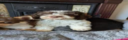 Cockapoo dogs for sale: 5 ⭐ DNA tested F1 cockapoos - Advert 11