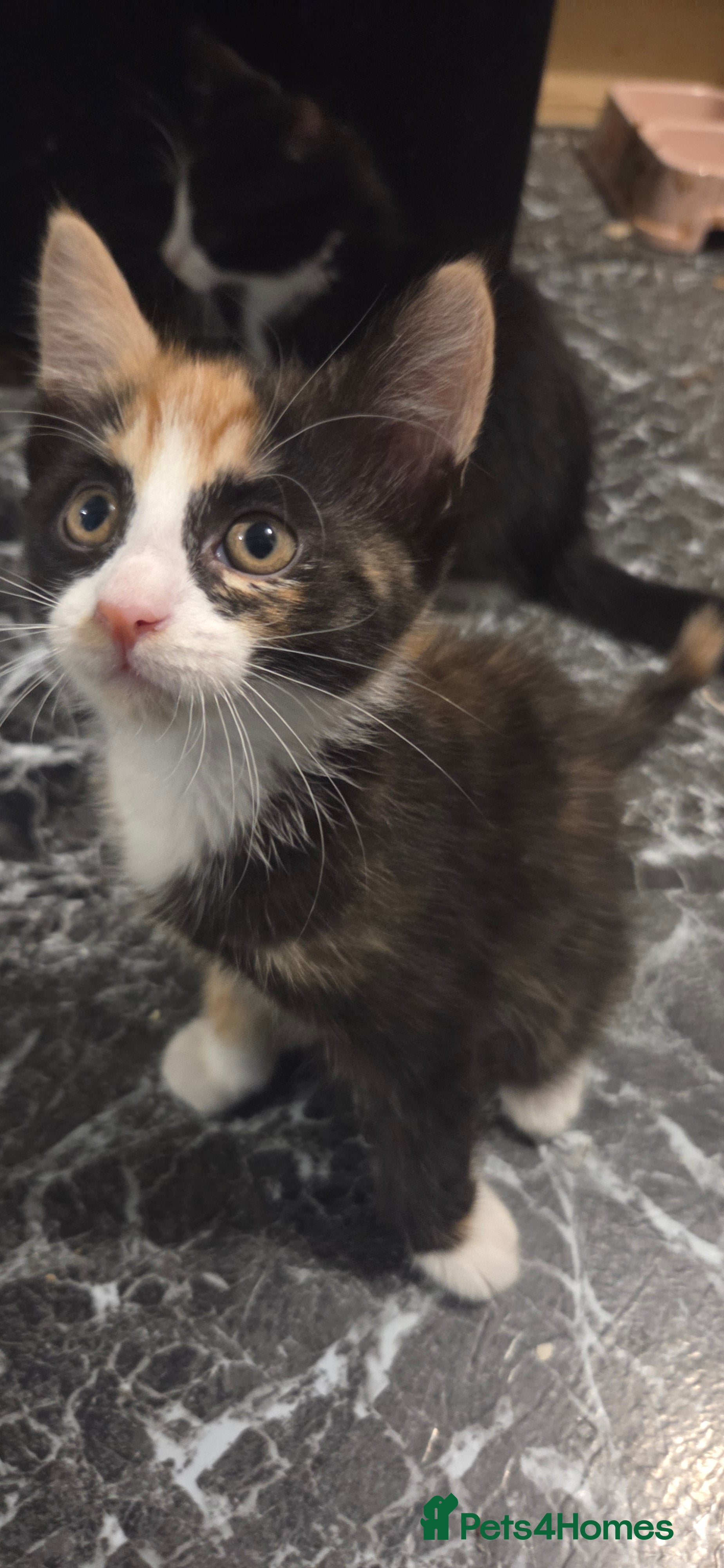 Mixed Breed cats 2 female kittens ready to go friday - Advert 5