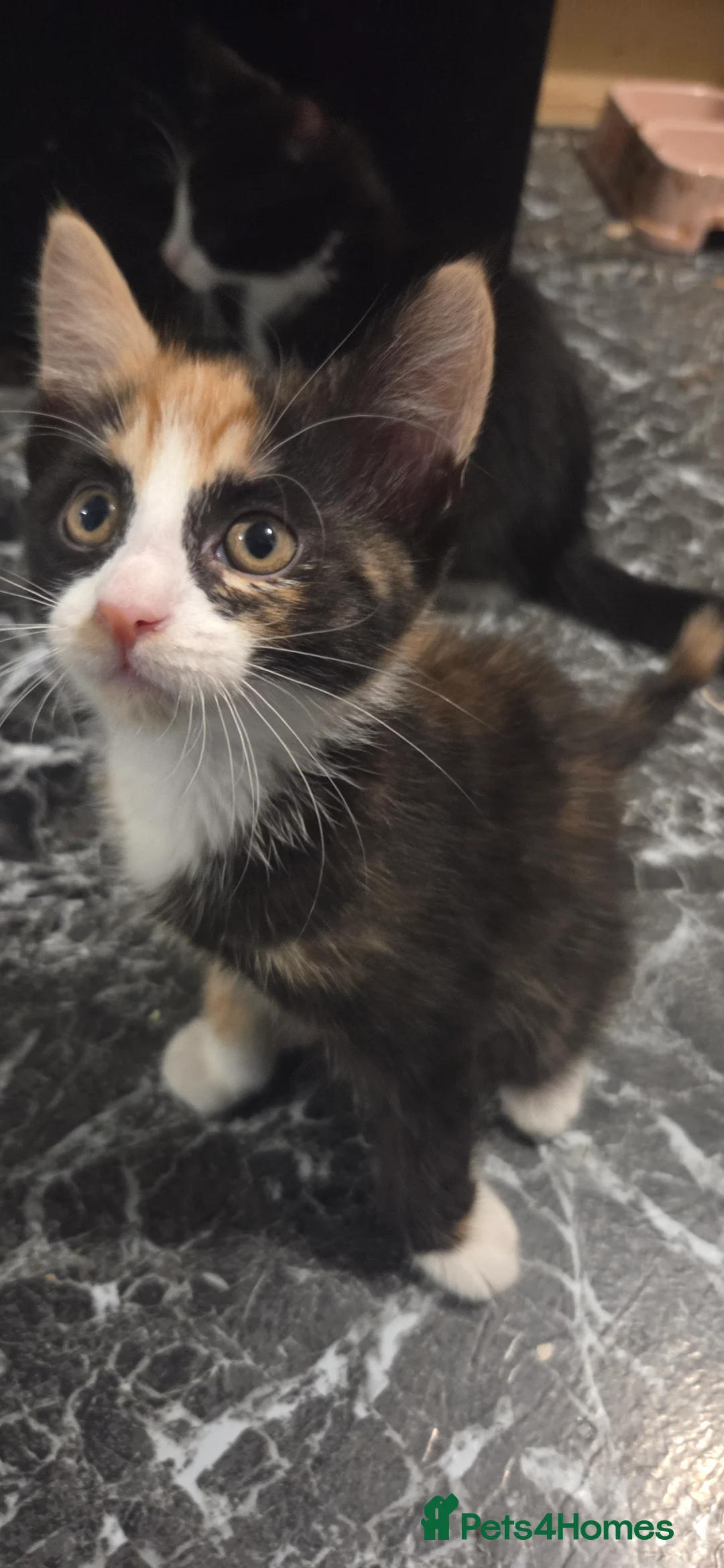 Mixed Breed cats for sale: 2 female kittens ready to go friday - Advert 1