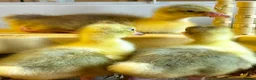 Geese poultry for sale: SEBASTOPOL GOSLINGS - READY NOW - Advert 13