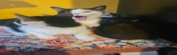 Mixed Breed cats for sale: Kittens black - white - Advert 4