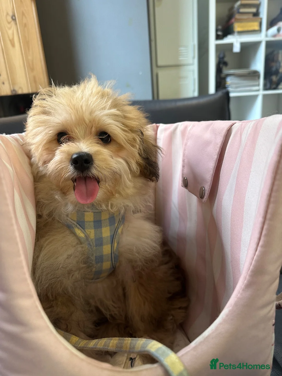 Pomapoo dogs for sale: Female pomapoo needing a loving home  - Advert 2