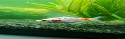 Fancy Goldfish fish for sale: 3 beautiful fancy goldfish  - Advert 5