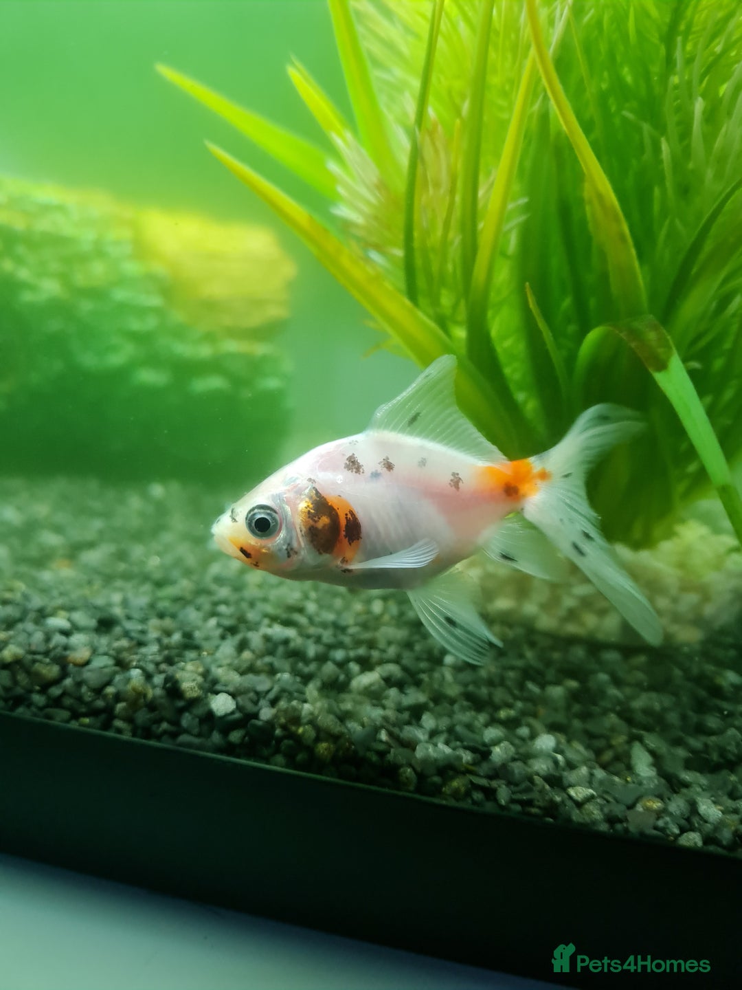 Fancy Goldfish fish for sale: 3 beautiful fancy goldfish  - Advert 5