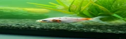 Fancy Goldfish fish for sale: 3 beautiful fancy goldfish  - Advert 5