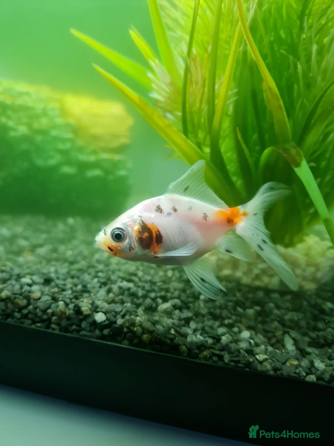 Fancy Goldfish fish for sale: 3 beautiful fancy goldfish  - Advert 5