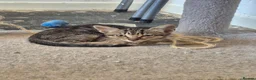 Mixed Breed cats for sale: Beautiful kittens ready for their forever home 🏡  - Advert 5