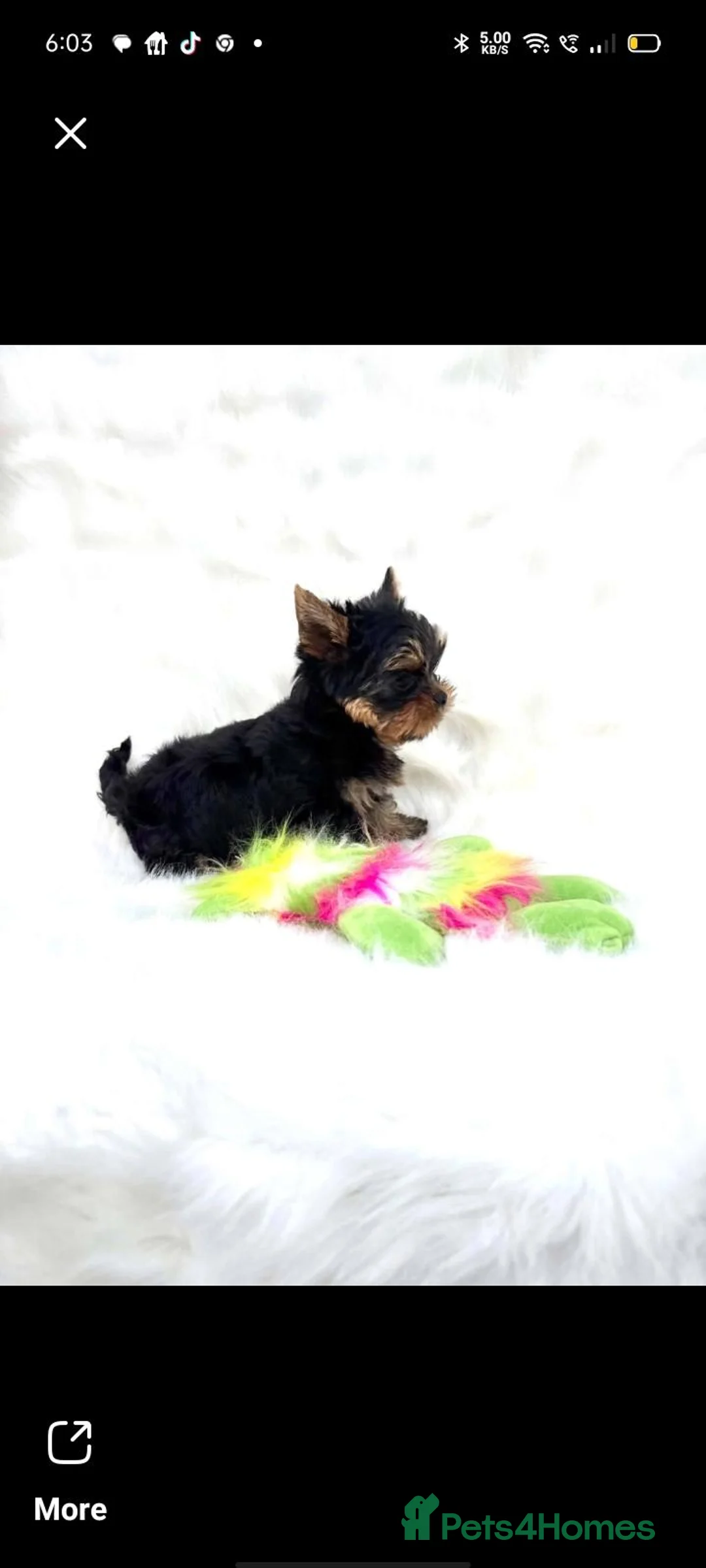 Yorkshire Terrier dogs for sale: Male Yorkshire Terrier pups  - Advert 3