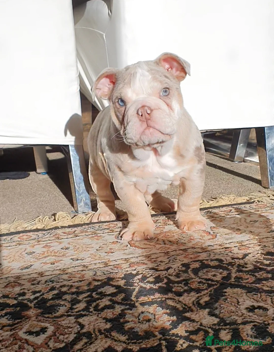 English Bulldog dogs for sale: Lovely lilac and tan Merle girl - Advert 15