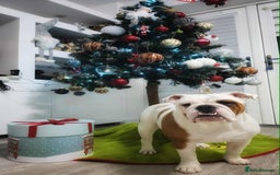 English Bulldog dogs for sale: Molly looking for new home - Advert 3