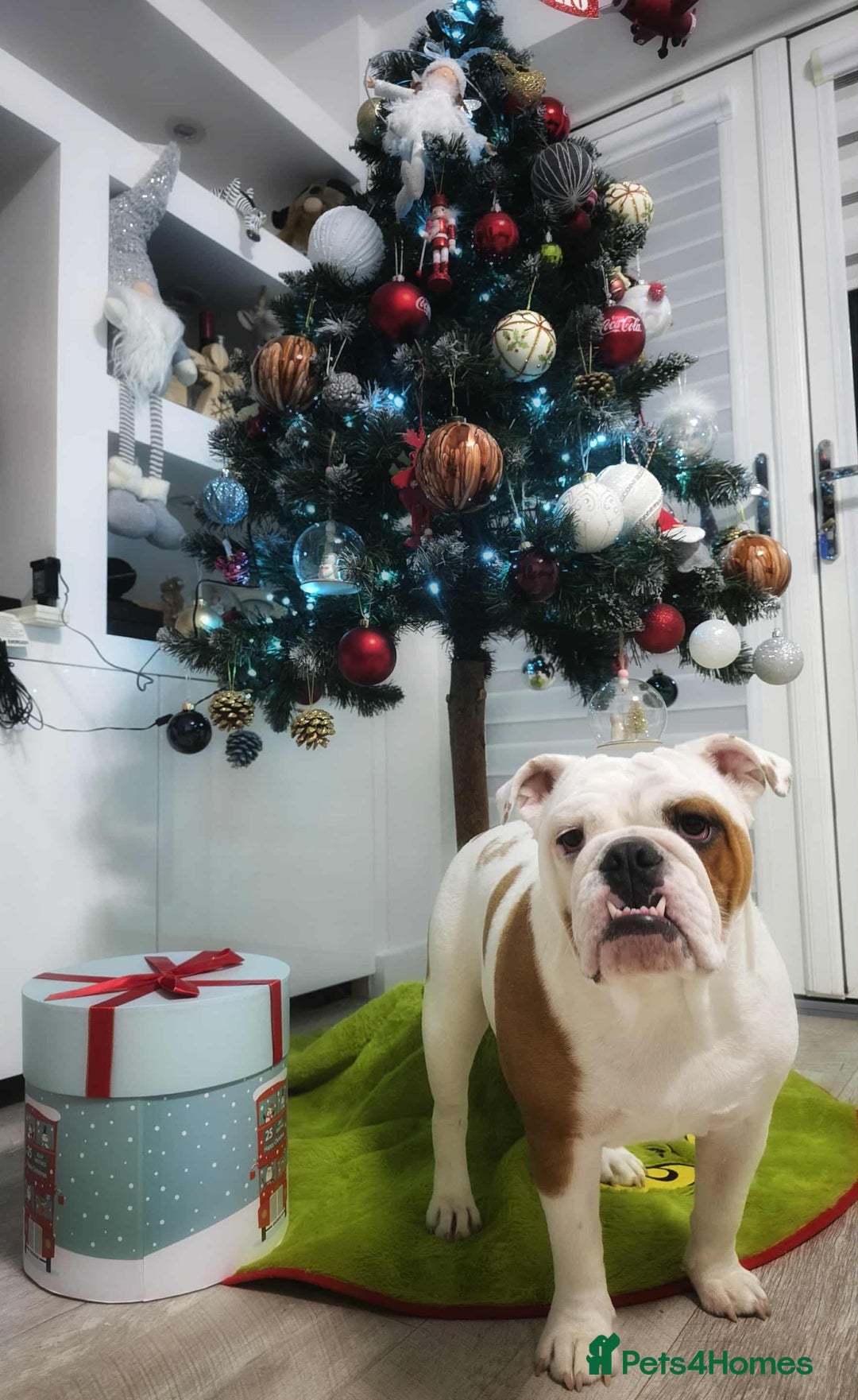English Bulldog dogs for sale: Molly looking for new home - Advert 3