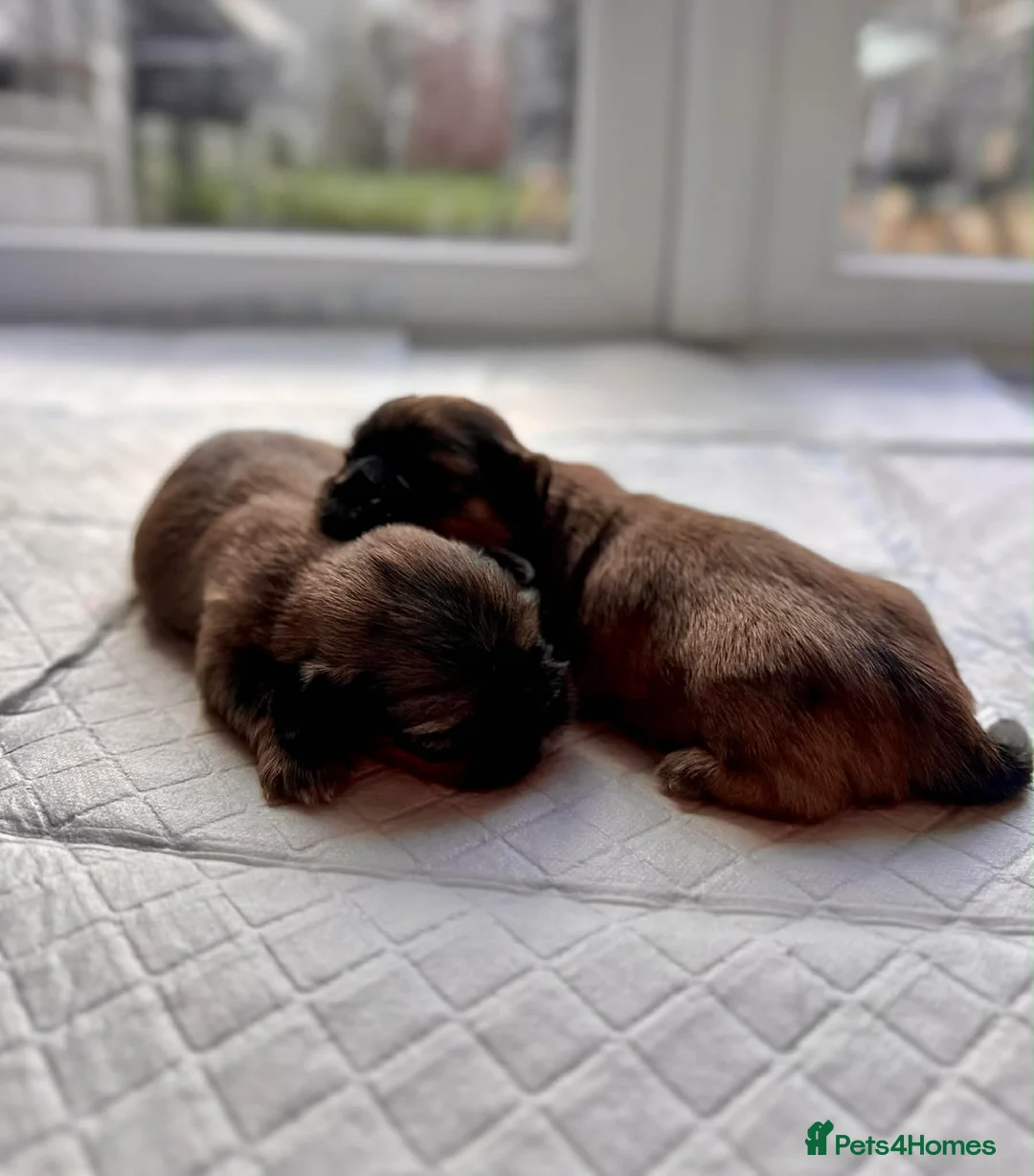 Shih Tzu dogs for sale: Adorable Shih Tzu Puppies For Loving Homes. - Advert 3