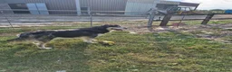 Mixed Breed dogs for sale:  Lovely  Malamute x black Labrador  puppies   - Advert 1