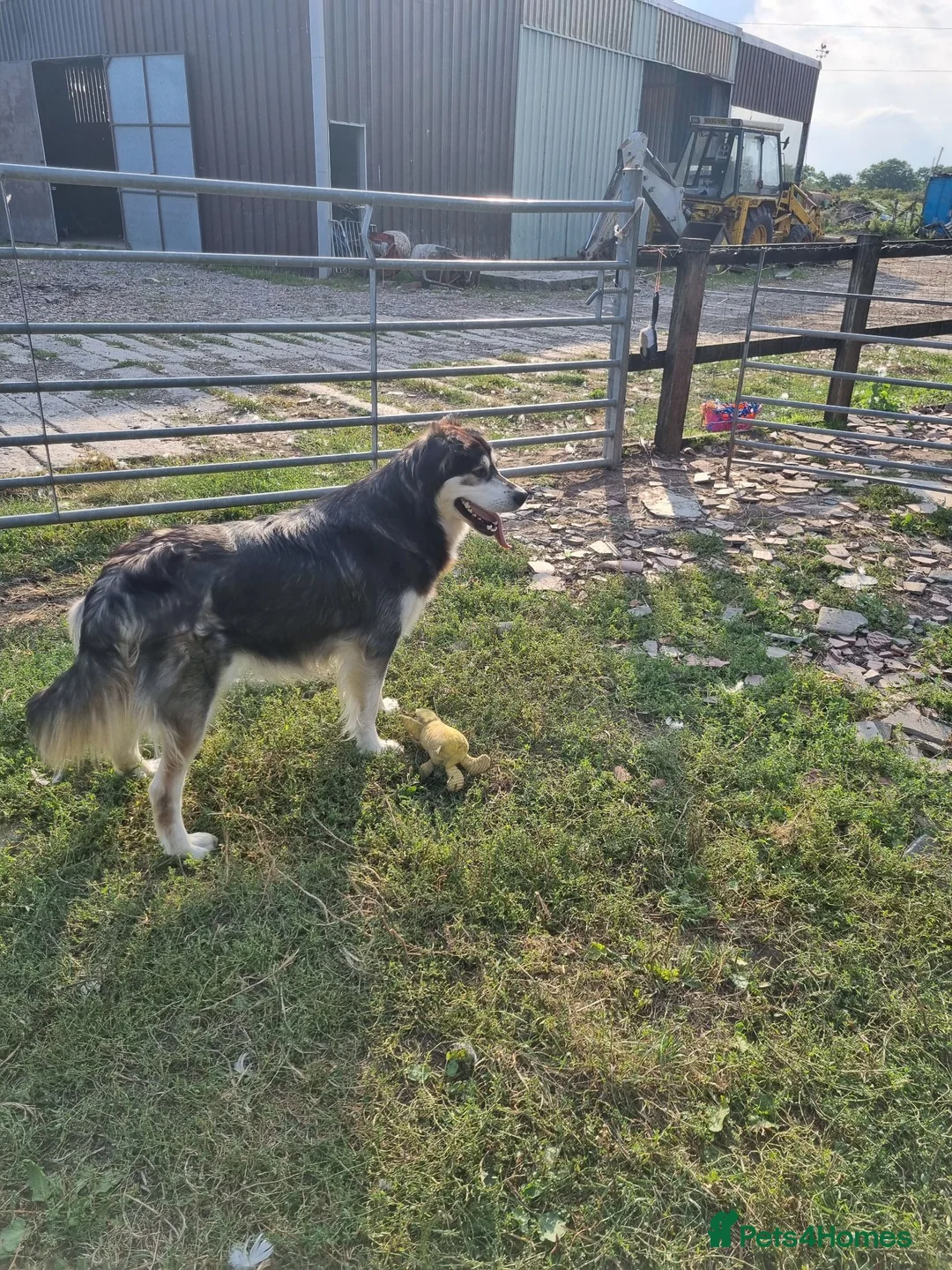 Mixed Breed dogs for sale:  Lovely  Malamute x black Labrador  puppies   - Advert 1