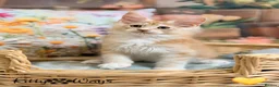Maine Coon cats for sale: 🐾🦁 *TICA REG* GINGER MAINE COON KITTENS🦁🐾 - Advert 8