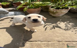 Labrador Retriever dogs for sale: Affectionate and adorable Labrador Puppies - Image 24