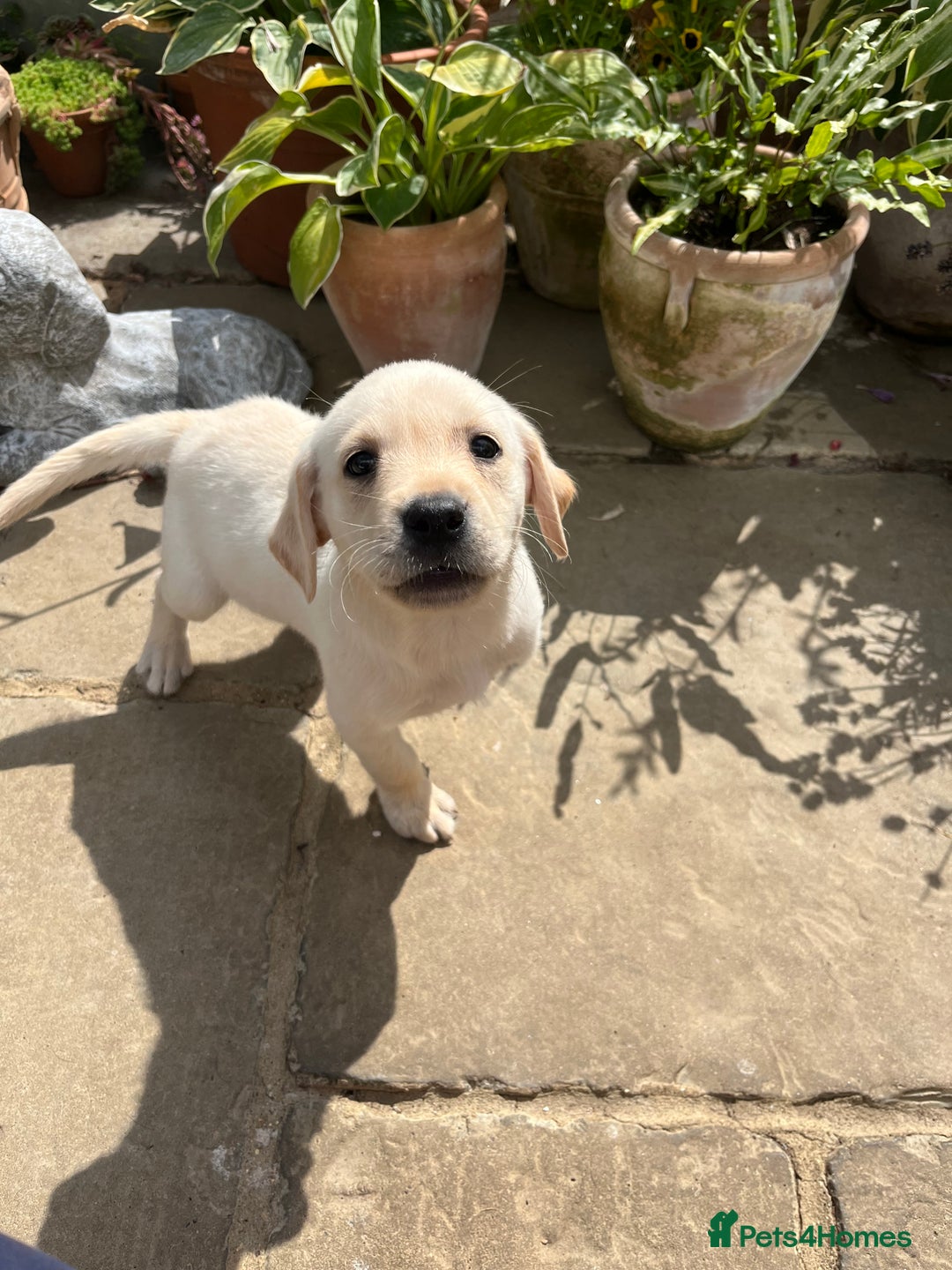 Labrador Retriever dogs for sale: Affectionate and adorable Labrador Puppies - Image 24