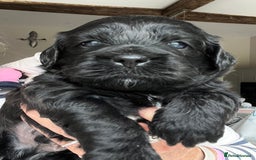 Shihpoo dogs for sale: Shipoo Pups LAST 2 - Image 8